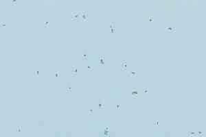 Линолеум Forbo Sphera Energetic 50239 ice фото  | FLOORDEALER